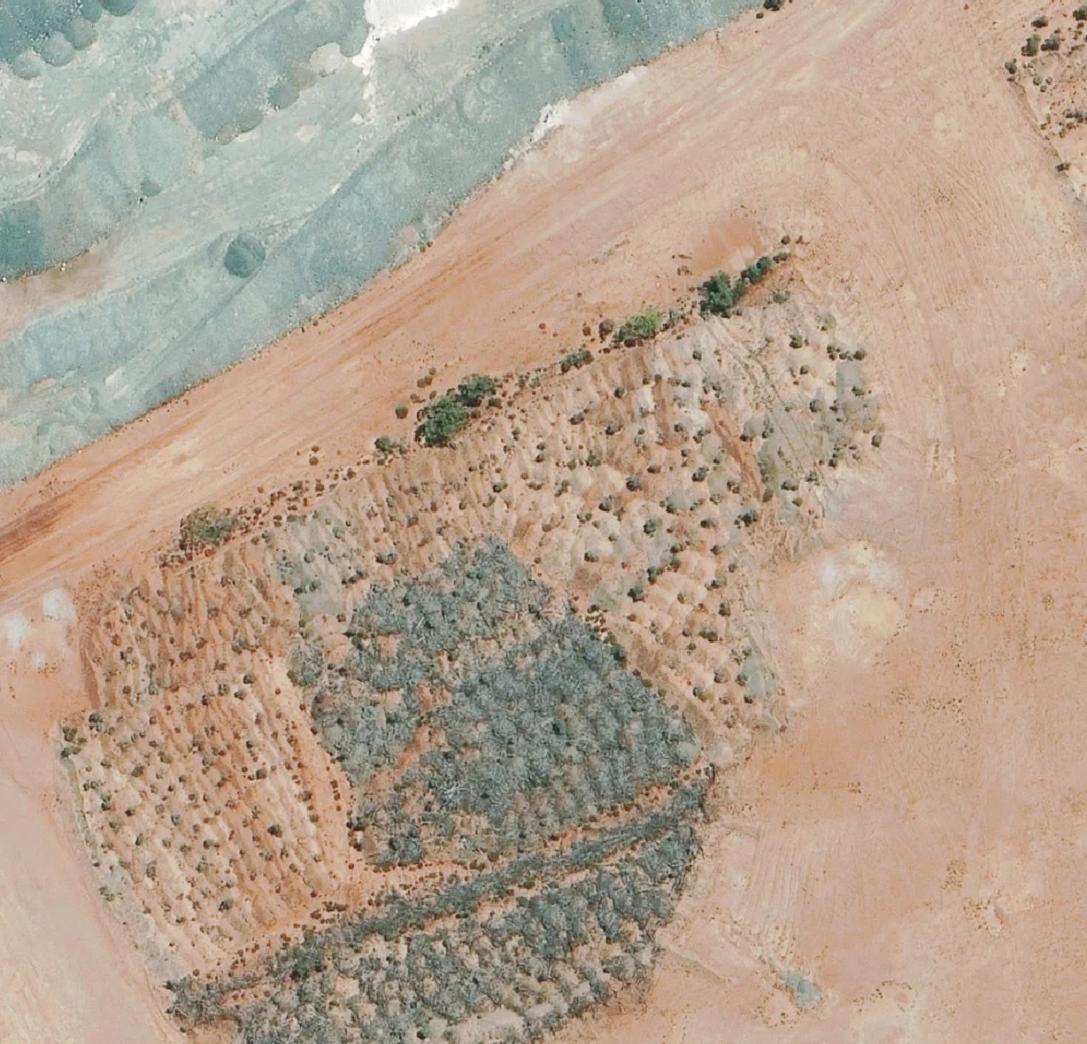 Satellite image of a cleared area beside a haul road and waste rock at a Goldfields mine site, with young shrubs regrowing