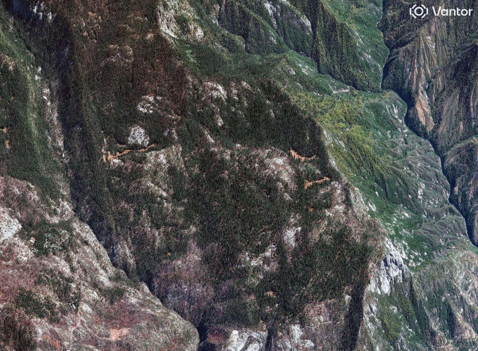 Vantor GeoEye-1 capture showing Giant Forest in Sequoia National Park, California.
