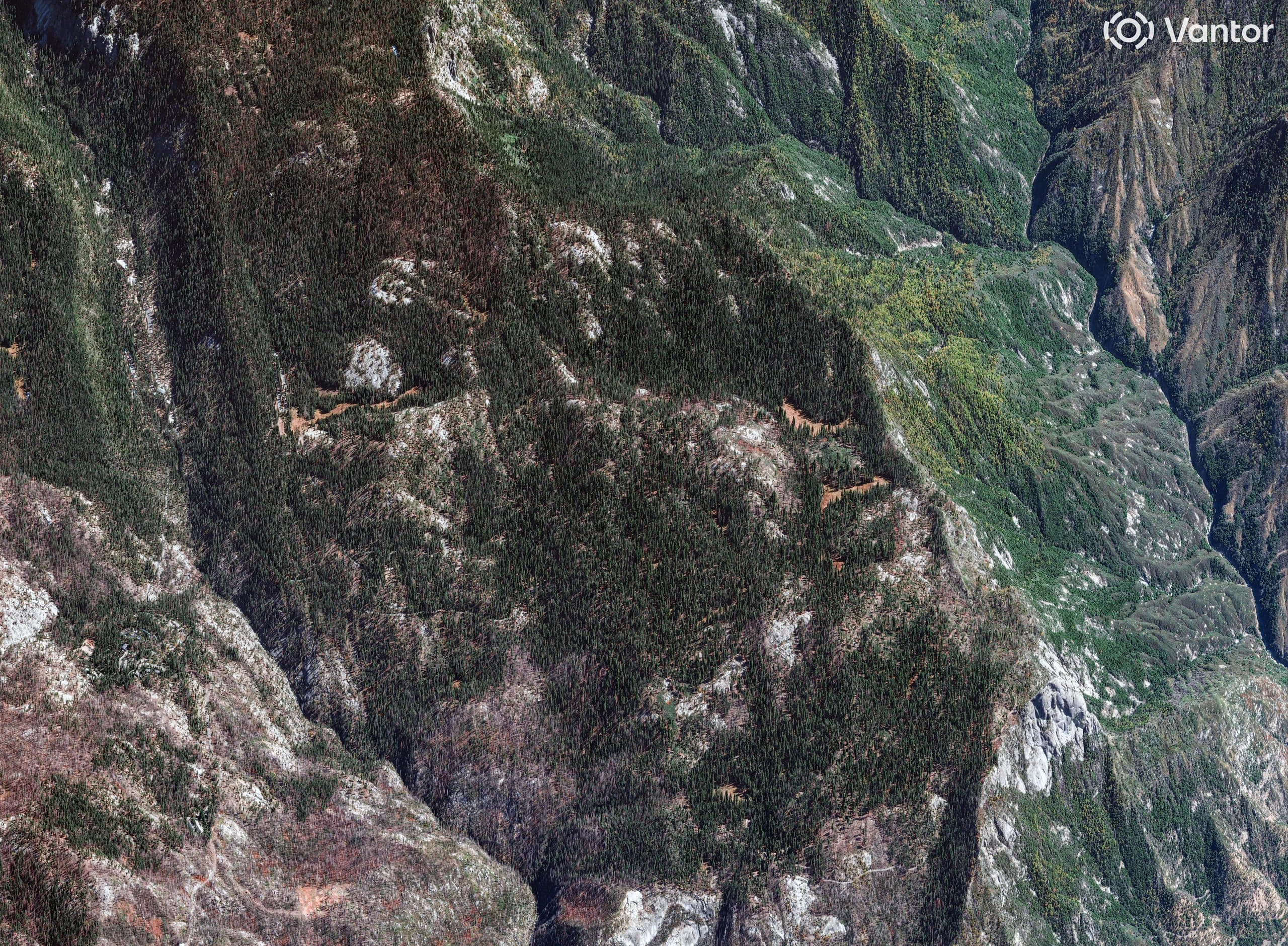 Vantor GeoEye-1 capture showing Giant Forest in Sequoia National Park, California.