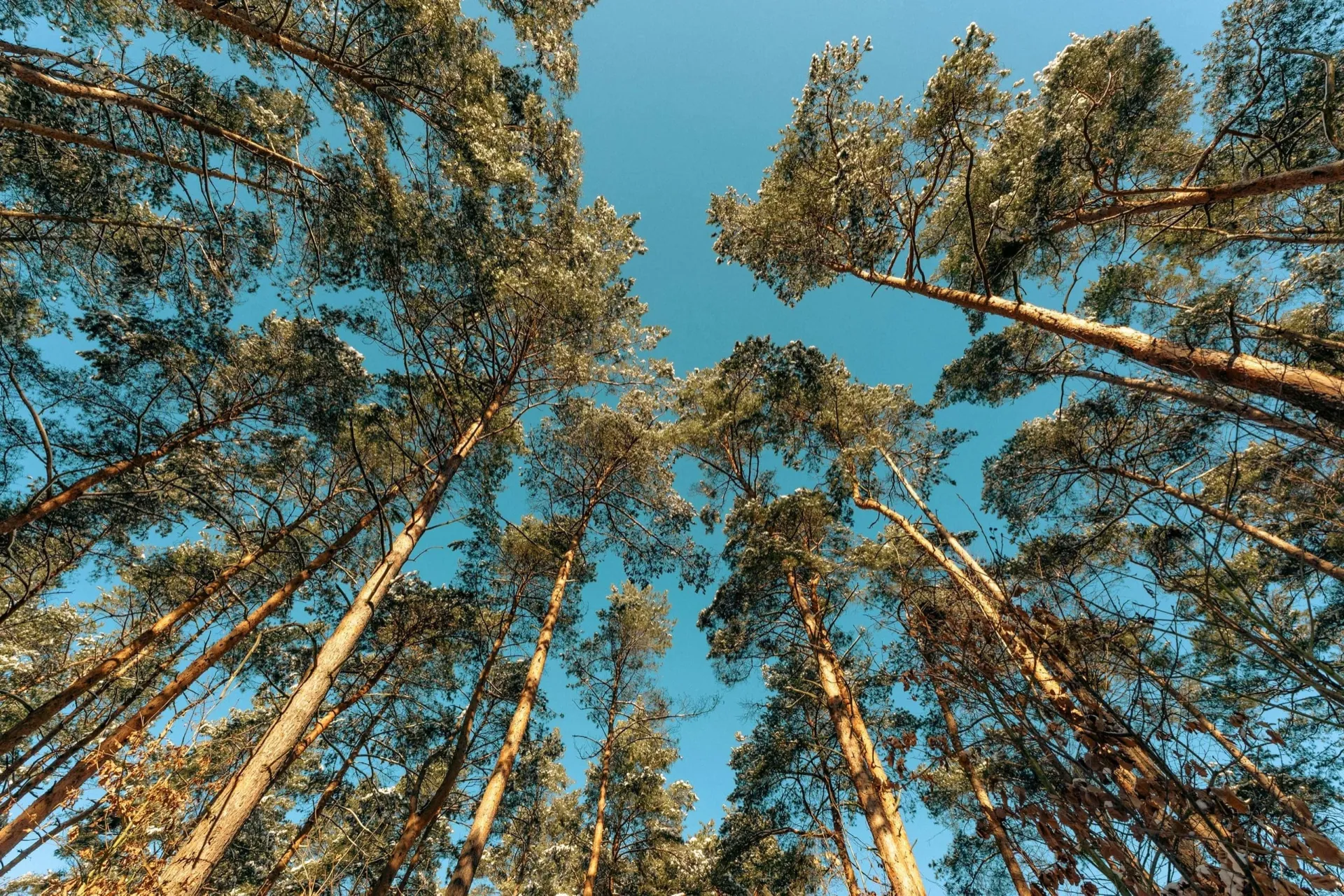 Australian outback savanna - satellite monitored for fire and vegetation
